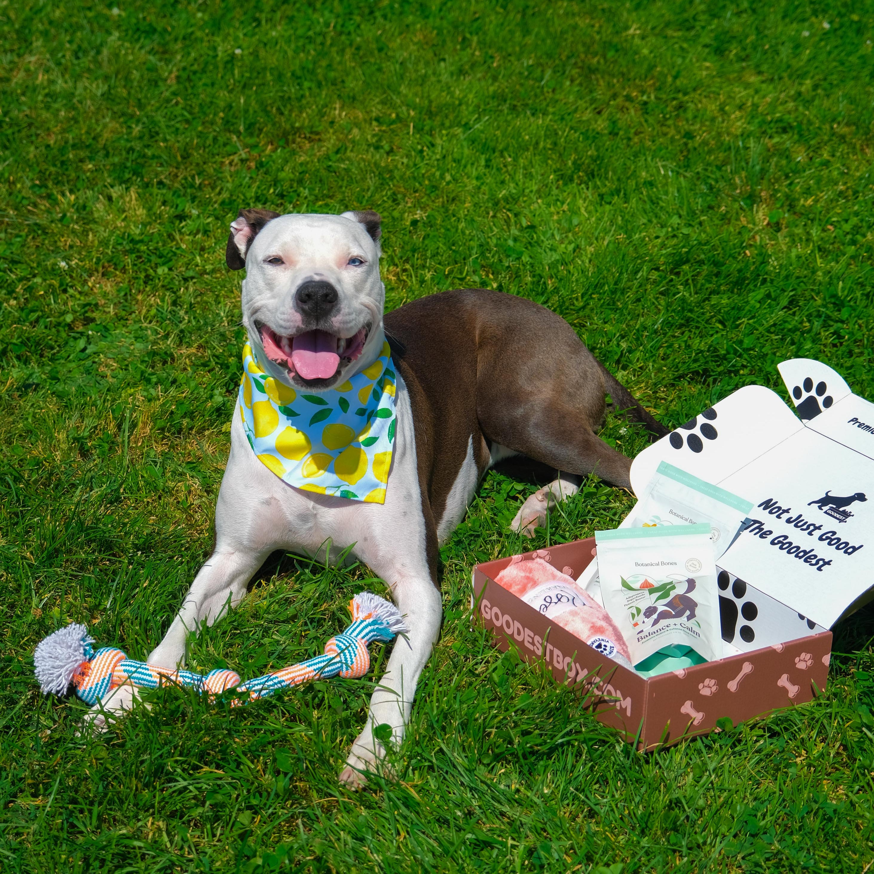 Everyday Vitality Box