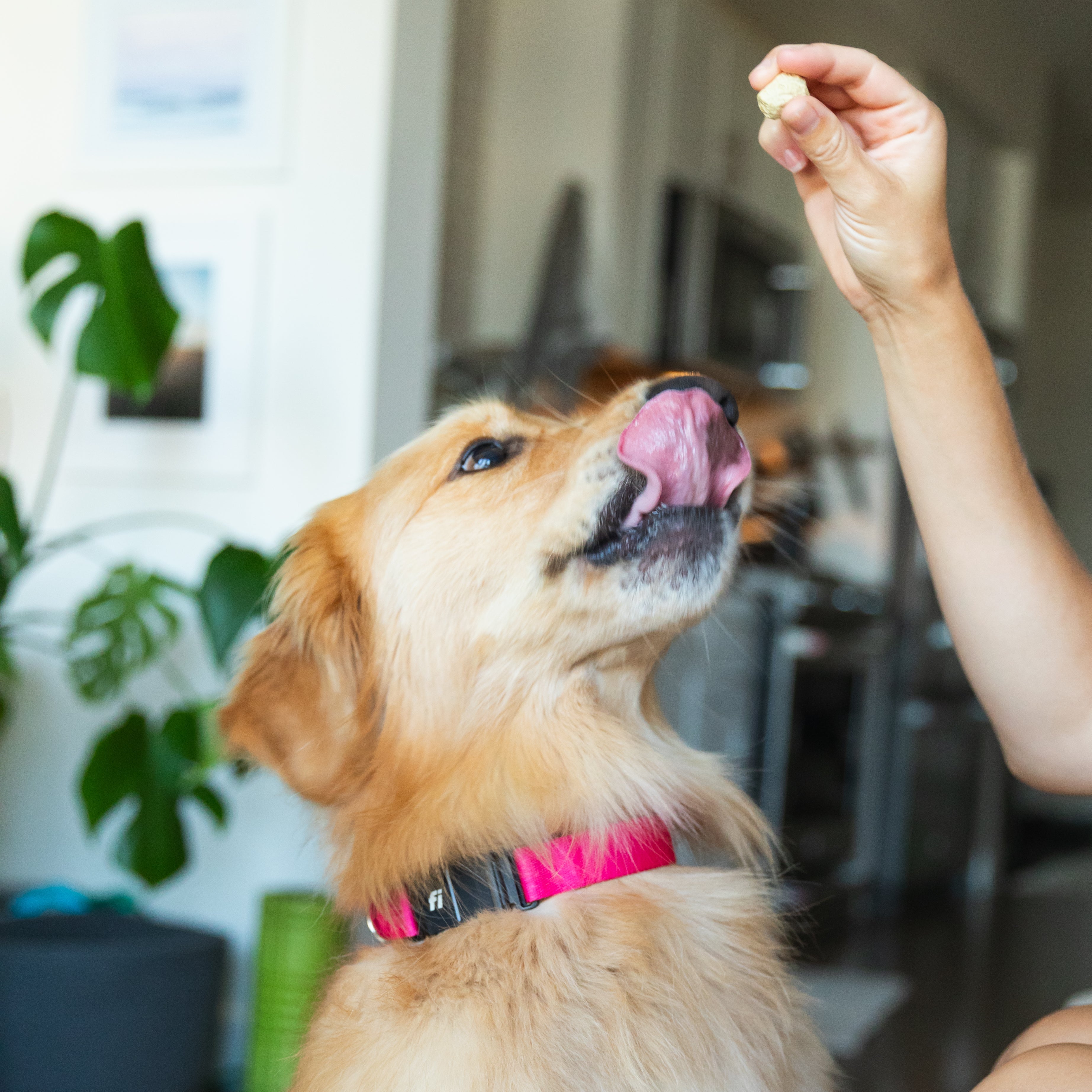 Everyday Vitality Box - Fi Giveaway